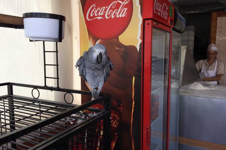 Aras 63 Urfa Bodrum Merkez Bodrum Zomato